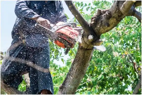 tree services Medford